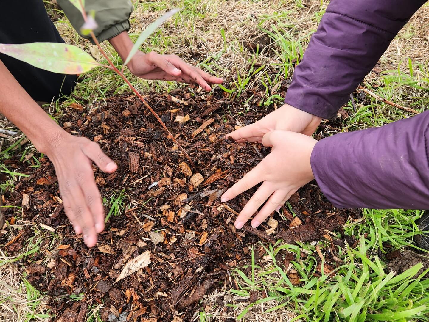tree planting day